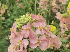 -中国天府农业博览园