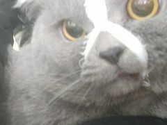 -爱侣宠医·鹦鹉专科·小型哺乳类·异宠专科(灵石路店)