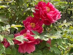 -合肥三国新城遗址公园