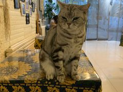 -平行世界·猫咖(首经贸店)