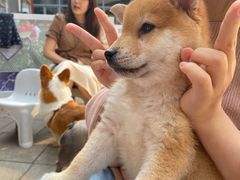 -柯斗斗主题餐厅·狗咖·围炉煮茶·茶饮(国瑞升平里店)