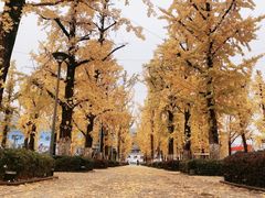 -百林公园-两江幸福广场