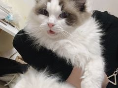 -喵百万·布偶·蓝金金渐层英短·猫舍(百子湾店)