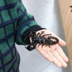 -Moni星球萌宠·小马宝莉·灵蛇·高端高阶全萌宠互动体验俱乐部(红豆国际广场店)