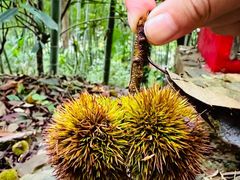 -上海佘山国家森林公园天马山园