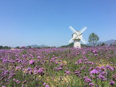 -北京东方普罗旺斯薰衣草庄园