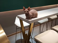 -飞行喵MR PILOT|猫舍·猫咖(静安大融城店)