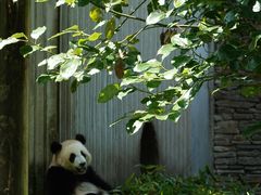 -卧龙中华大熊猫苑神树坪基地