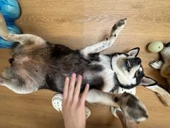 -是阿柴呀！柴犬咖啡·爱喵喵猫咖