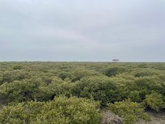 -北海金海湾红树林生态旅游区