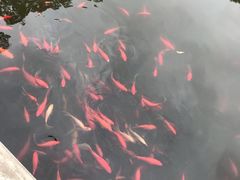 -龚家花园农家乐休闲别墅