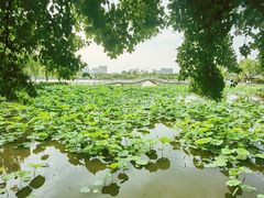 -济南大明湖景区