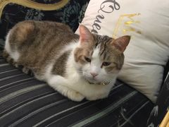 -万小咖.猫咖(中山路天虹店)