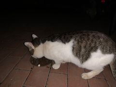 -爱佳宠物中心医院24H·CT·骨外科·猫专科(瑶海万达店)