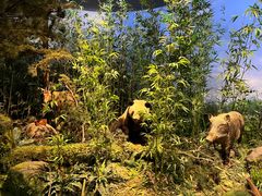 -陕西自然博物馆