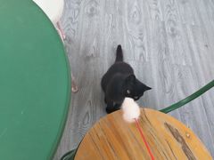 -喵屿·大理花园猫咖