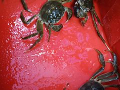 -阳澄湖大闸蟹·琼灵阁牌品牌连锁(吴中总店)