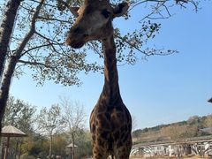 -大连森林动物园