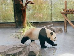 -上海野生动物园