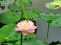 -紫竹院公园冰场