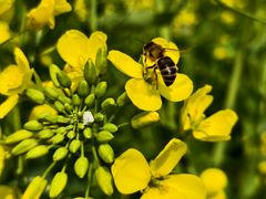 -中国天府农业博览园