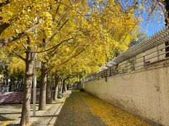 -三里屯东五街银杏大道