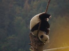-都江堰中华大熊猫苑