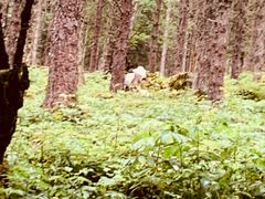 -硗碛藏寨·神木垒景区