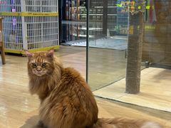 -藏猫猫咖啡主题馆(中央大道店)