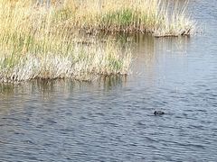 -野鸭湖国家湿地公园