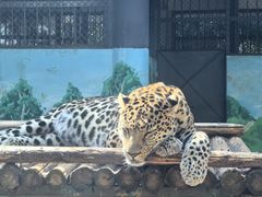 -昆明动物园