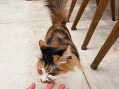 -玫瑰咖啡(中山六路店)