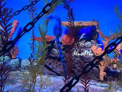 -上海海洋水族馆