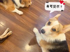 -柯斗斗主题餐厅·狗咖·围炉煮茶·茶饮(国瑞升平里店)