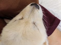 -柴犬小屋·柴餐厅·狗咖食堂(金鼎广场店)