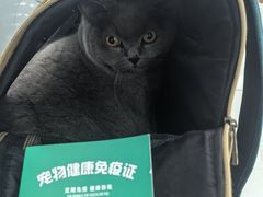 -纳吉亚猫专科动物诊疗中心(蒋宅口分院)