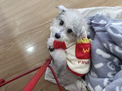 -翊宠yipet猫狗购宠庄园犬舍•猫舍