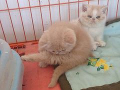 -中农大我爱我爱24h动物医院·中医针灸·猫专科·骨科医疗中心(双井店)