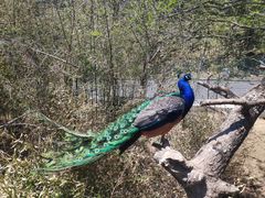 -西霞口神雕山野生动物世界
