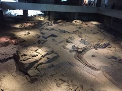 -自贡恐龙博物馆