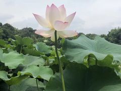-重庆彩云湖湿地公园