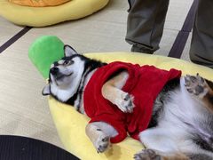 -逗柴咖啡屋·狗咖猫咖宠物桌游
