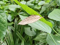 -西双版纳傣族园