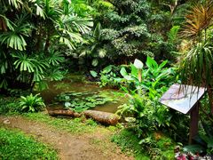 -深圳仙湖植物园