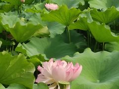 -陈家山荷花公园