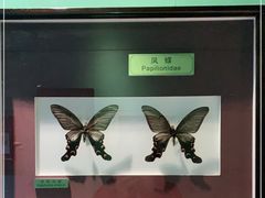 -上海昆虫博物馆