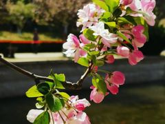 -海棠花溪(元大都城垣遗址公园)
