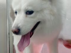 -宠福鑫康馨动物医院·骨科·眼科