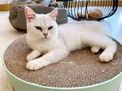-飞行喵MR PILOT|猫舍·猫咖(静安大融城店)
