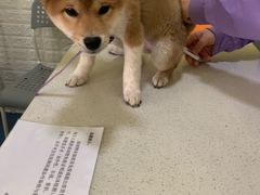 -瑞鹏宠物医院·爱宠堂(环西分院)